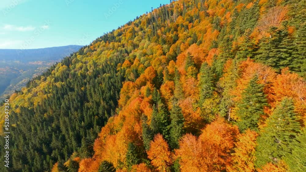 Cinematic clip of glorious mountainous area, with beautiful colorful tree hills landscape. Autumn season. FPV drone aerial flight. Traveling concept. Cinematic clip of glorious mountainous area, with beautiful colorful tree hills landscape. Autumn season. FPV drone aerial flight. Traveling concept.