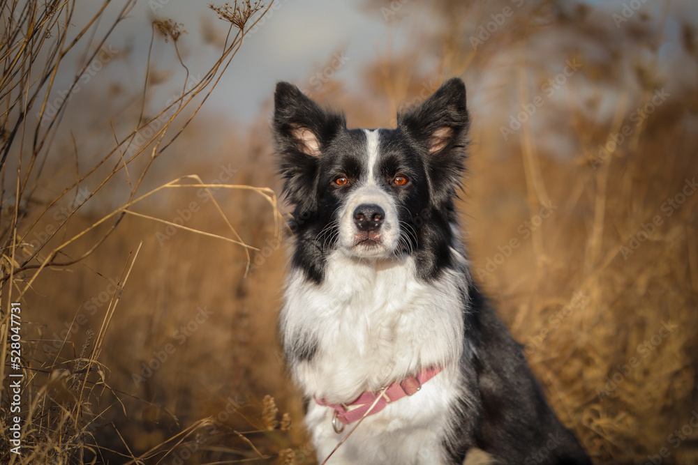 Front Portrait of Border Collie in Nature. Adorable Black and White Dog Outside. Cute Sheepdog in the Grass Field.