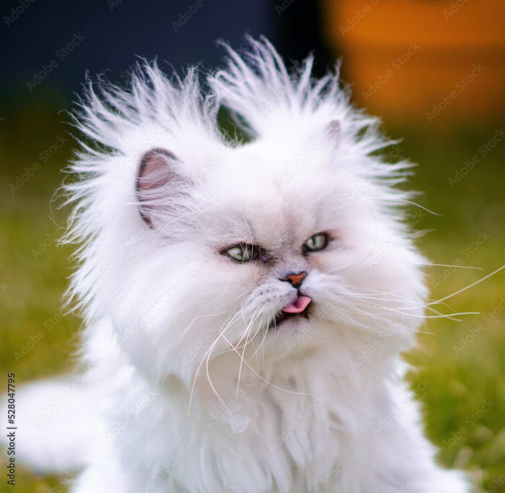 portrait of a white persian cat with his tongue out portrait of a white persian cat with his tongue out