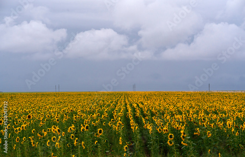 Field with sunflowers in cloudy weather. High quality photo