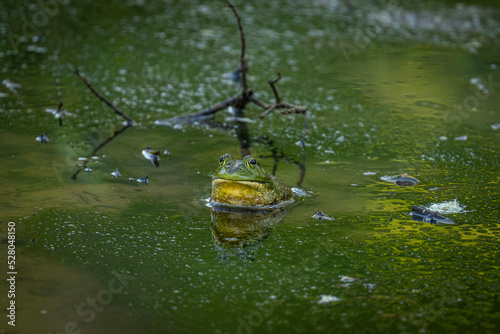 Εκτύπωση καμβά Bullfrogs singing in the marsh