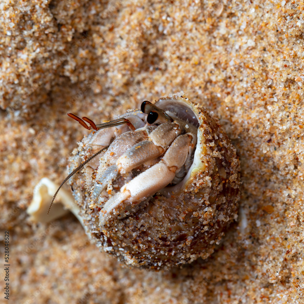 small hermit crab on the beach, night shooting by the ocean
