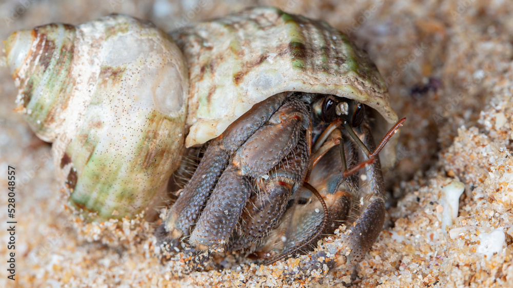 small hermit crab on the beach, night shooting by the ocean
