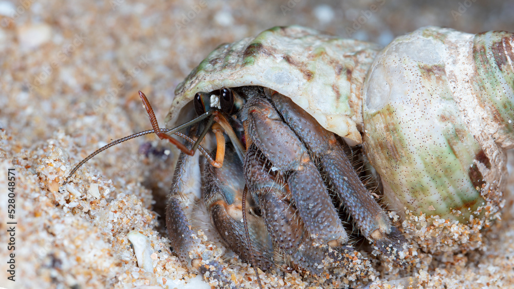 small hermit crab on the beach, night shooting by the ocean
