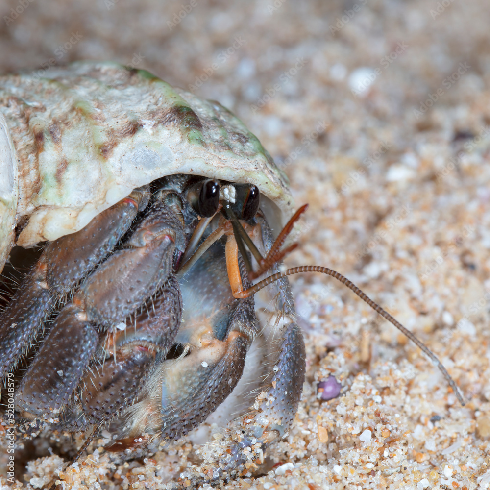 small hermit crab on the beach, night shooting by the ocean
