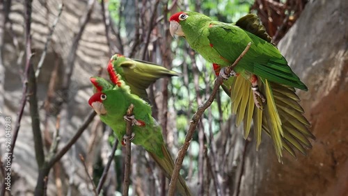 Green Parrot Cordilleran Parakeet on Twig in Zoological Garden. Tropical Bird Psittacara Frontatus in Zoo. photo
