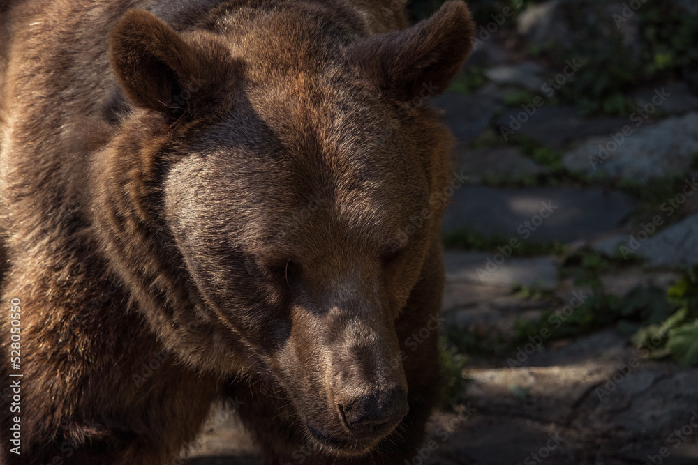 Portrait of a brown bear in a zoo.