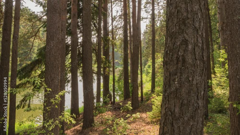 Camera movement through forest thicket, sunlight through forest trees, hyperlapse, time lapse Camera movement through forest thicket, sunlight through forest trees, hyperlapse, time lapse