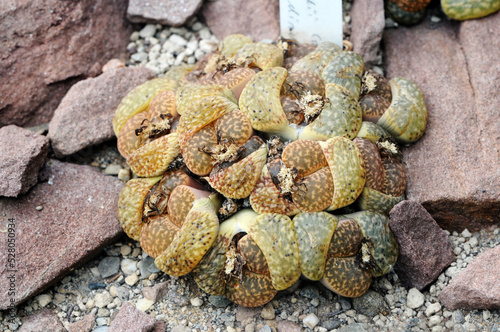 Living stones (Lithops aucampiae), a tiny caespitose succulent that grows almost completely buried in reddish soil with only the upper truncated portion of leaves visible. photo