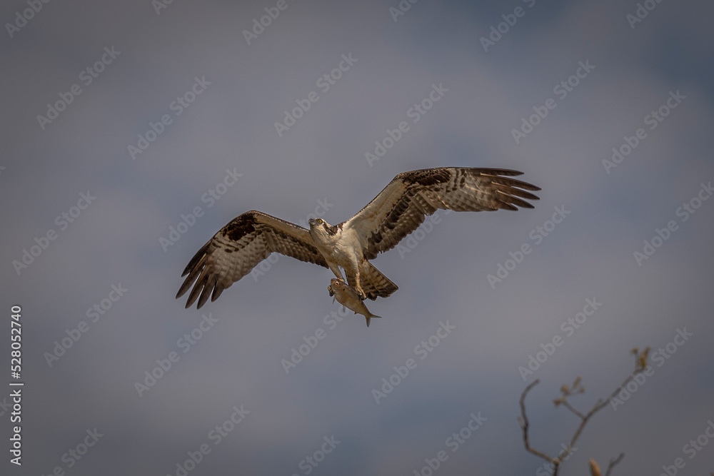 Osprey flies away with its catch Osprey flies away with its catch