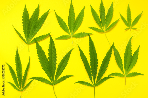 Close up fresh cannabis leaves on a yellow background