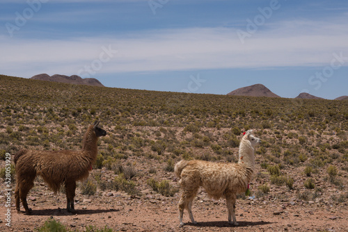 llama in the Andes mountains, in Argentina © Marcelo