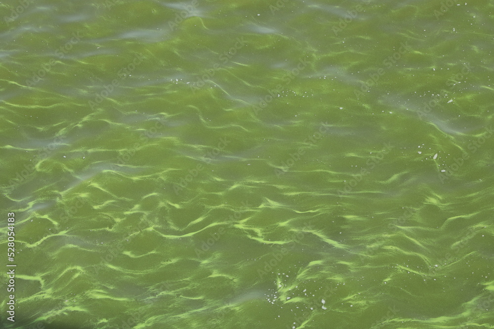 Green water surface with waves in the river Green water surface with waves in the river