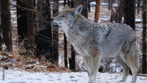 Wild furry wolf, gray coyote or grey coywolf, winter snowy forest, Yosemite national park wildlife, California fauna, USA. Undomesticated predator walking and sniffing, hybrid dog like animal standing photo