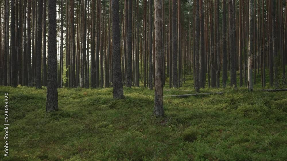 Slow motion gimbal shot of pine forest with lots of moss and berries