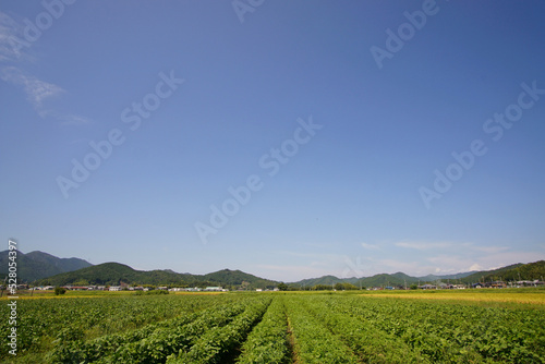 丹波黒　8月下旬の黒豆畑の様子　広角