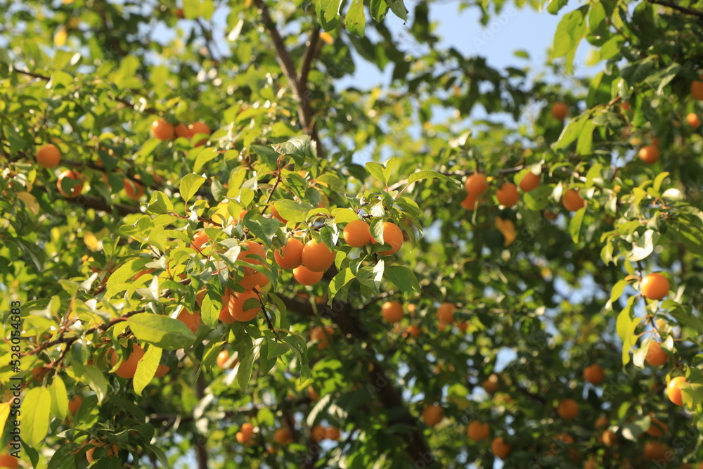 ripe yellow cherry plum on tree branches ripe yellow cherry plum on tree branches