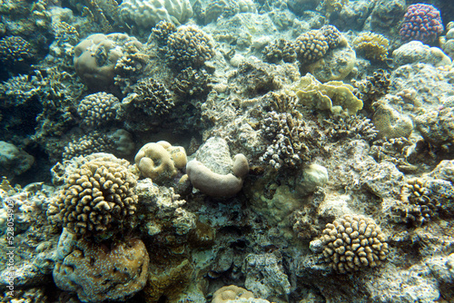 A view of the coral reef