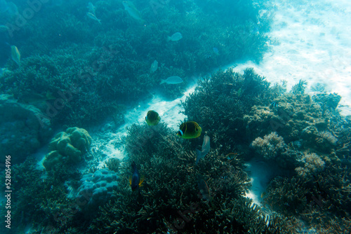 Fototapeta Naklejka Na Ścianę i Meble -  A view of the coral reef