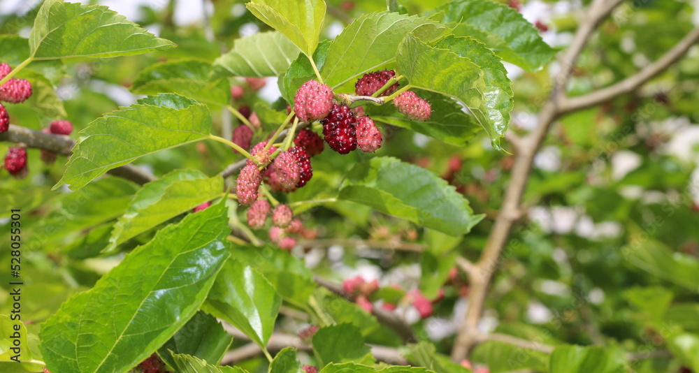 blackberries on the branches of the blackberry tree, blackberries among the green leaves, fruits growing in nature, wild fruits blackberries on the branches of the blackberry tree, blackberries among the green leaves, fruits growing in nature, wild fruits