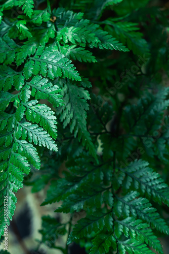 Artistic composition with bright green fern leaves, selective focus. Vertical image.