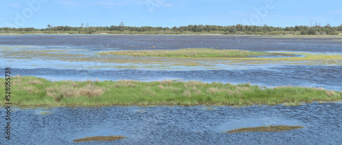 landscape with reeds on swamp