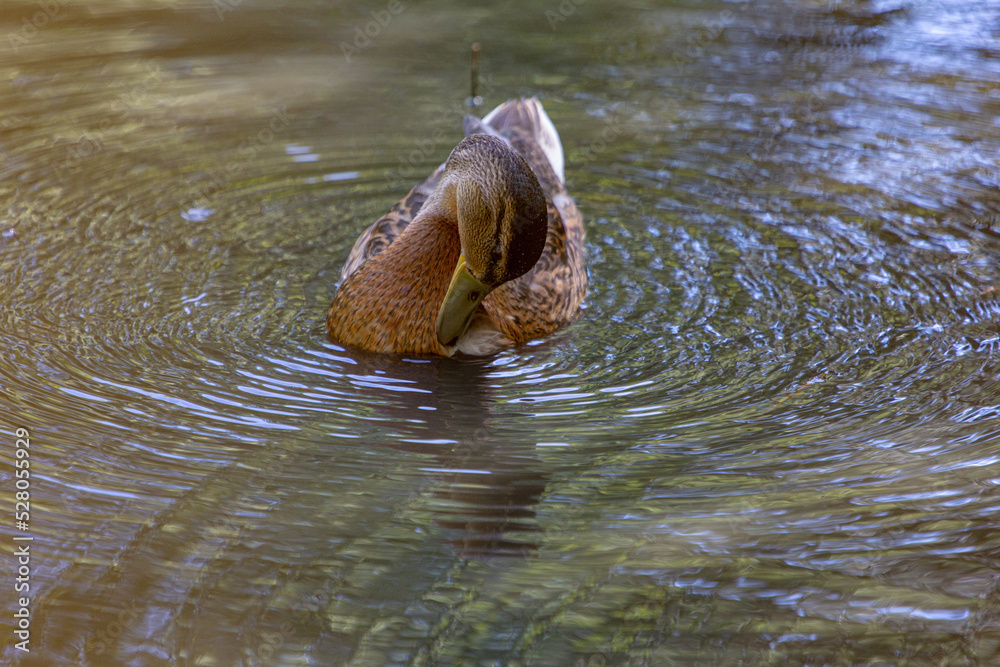 Fototapeta premium animals in their environnements