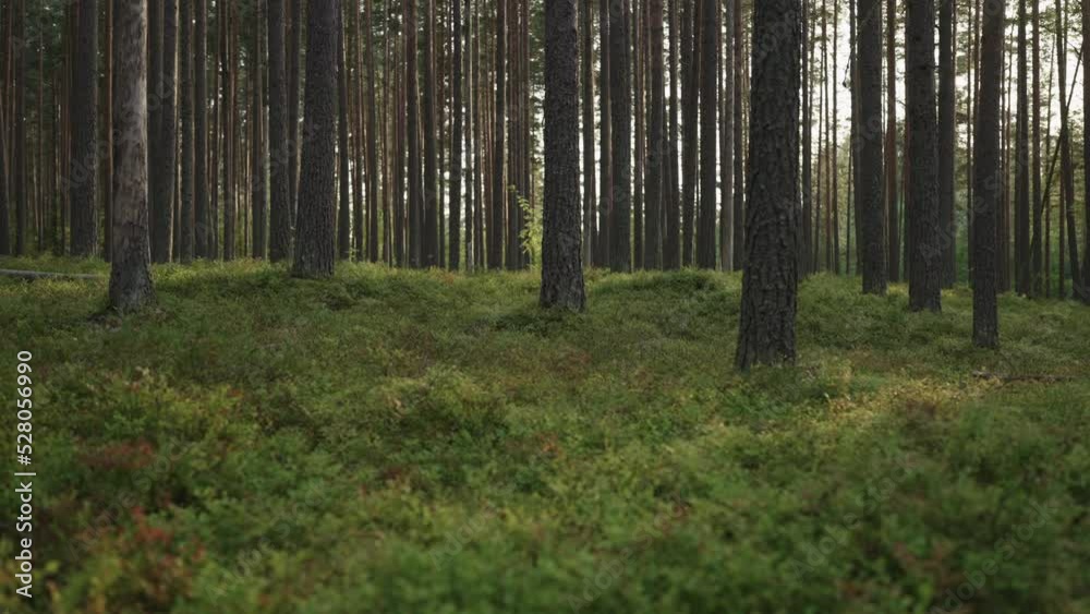 Slow motion gimbal shot of pine forest with lots of moss and berries Slow motion gimbal shot of pine forest with lots of moss and berries