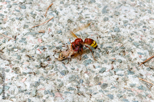 Ants and bee eating dead lizard body on the floor.  