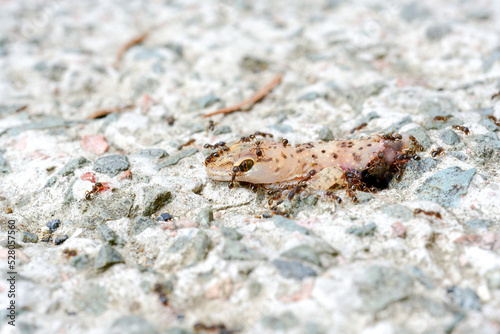 Ants eating dead lizard body on the floor 