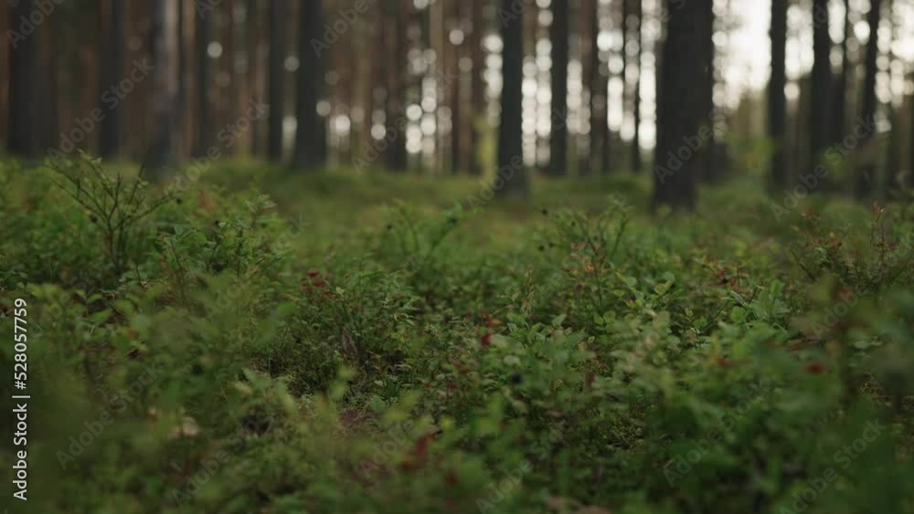 Slow motion gimbal shot of pine forest with lots of moss and berries Slow motion gimbal shot of pine forest with lots of moss and berries