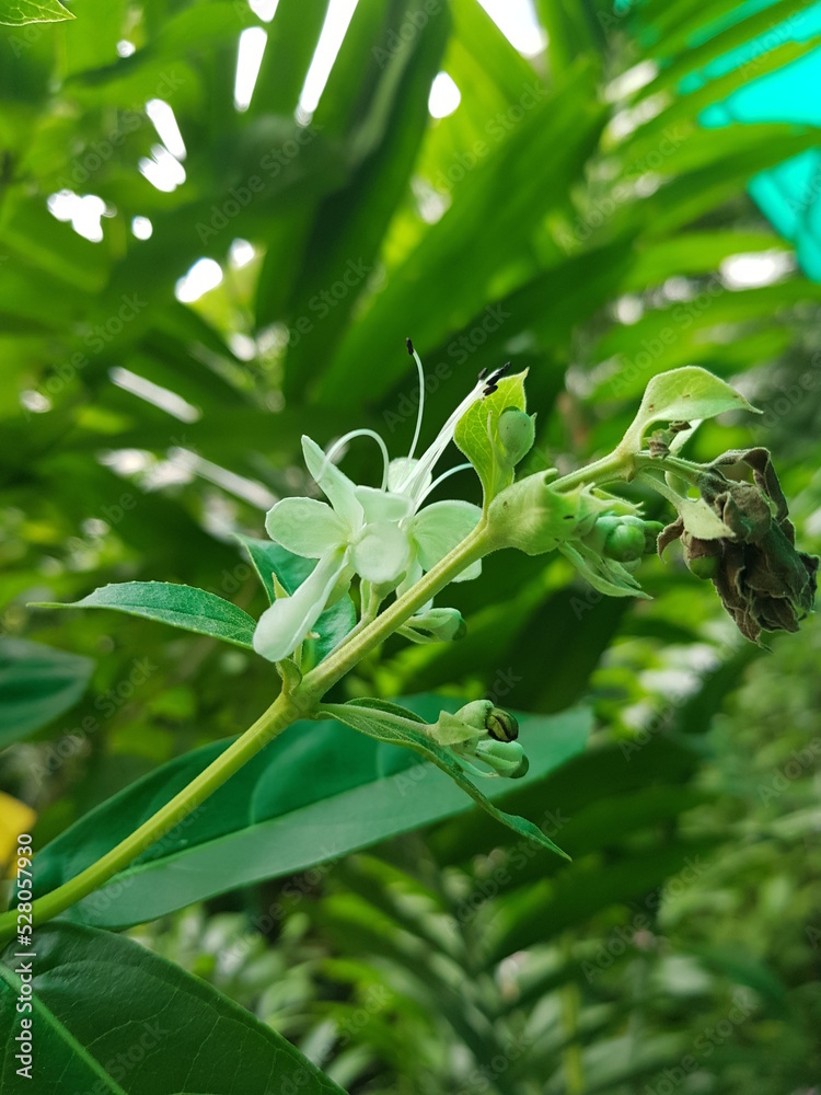 Obraz premium white, flowers