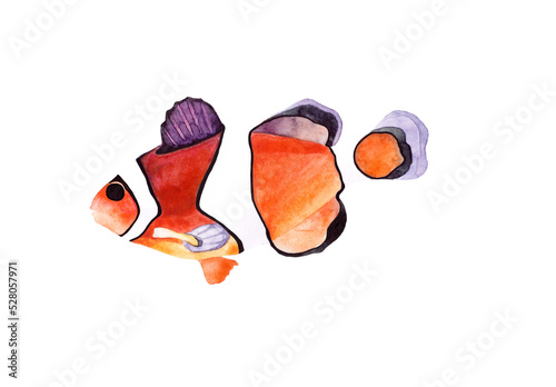 Hand drawn watercolor illustration of Clown fish (Amphiprion percula). Underwater life. Isolated objects on transparent background.