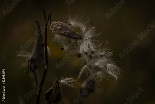 Fototapeta Naklejka Na Ścianę i Meble -  Milkweed pods spill their seeds