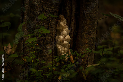 Lion s Mane Mushroom hidden in the woods