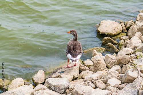 A view of a goose wadding down the shore of Boddington Reservoir, Northampton, UK in summertime photo