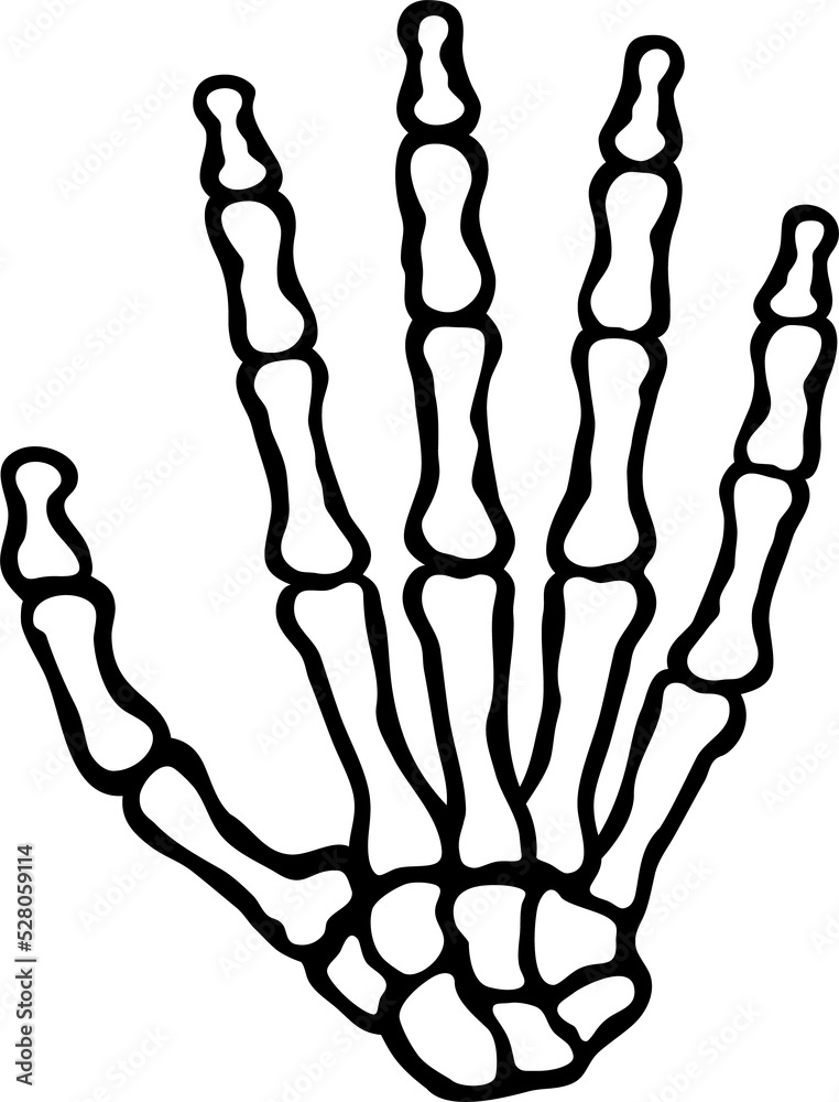 Human skeleton hand (bones) png illustration Stock Illustration | Adobe ...