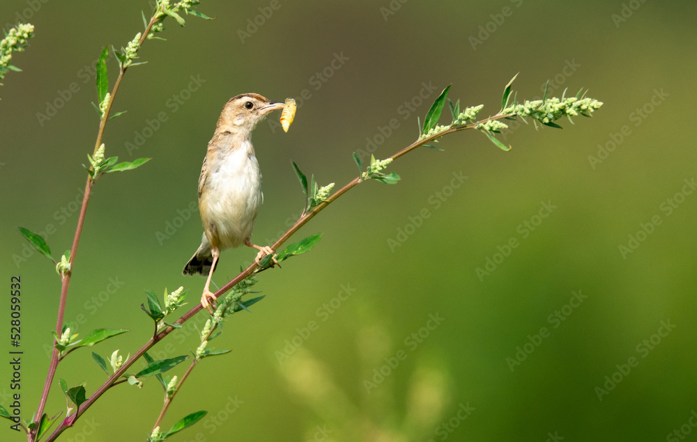 Fototapeta premium Brown fantail warbler in the garden