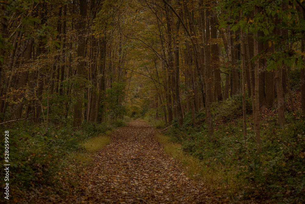 Paulinskill Valley Rail-Trail in autumn Paulinskill Valley Rail-Trail in autumn