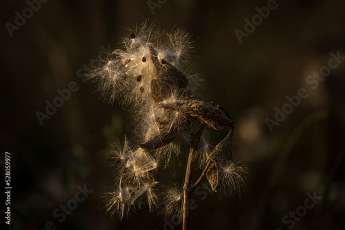Milkweed pods spill their seeds