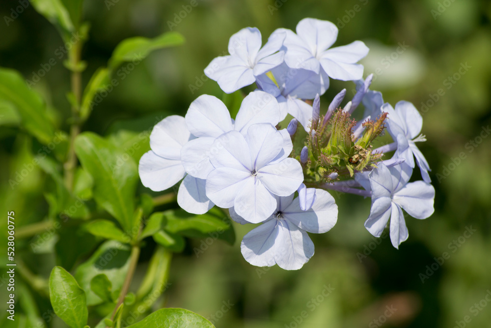 A very versatile and rustic plant, the belle-emilia is widely used in landscaping. Shrub and very branched. Plumbago auriculata is a species of flowering plant belonging to the Plumbaginaceae family. A very versatile and rustic plant, the belle-emilia is widely used in landscaping. Shrub and very branched. Plumbago auriculata is a species of flowering plant belonging to the Plumbaginaceae family.