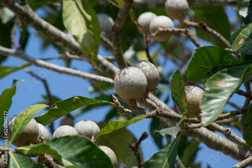 Jenipapo (Genipa americana) is the fruit of the jenipapo tree, a tree that reaches twenty meters in height and belongs to the Rubiaceae family.