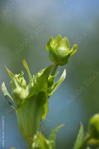 Macro of blossoming flora 