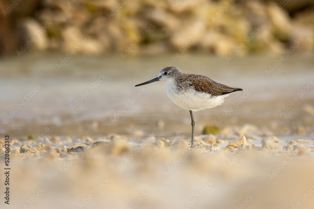 Common greenshank (Tringa nebularia) resting on seashore Common greenshank (Tringa nebularia) resting on seashore
