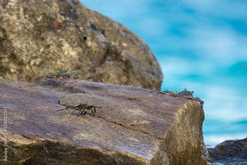 A crab on a stone, Maldives beach A crab on a stone, Maldives beach