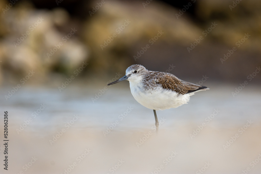 Common greenshank (Tringa nebularia) resting on seashore Common greenshank (Tringa nebularia) resting on seashore