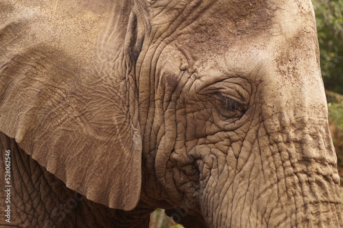 Perfil de elefante © Xisco