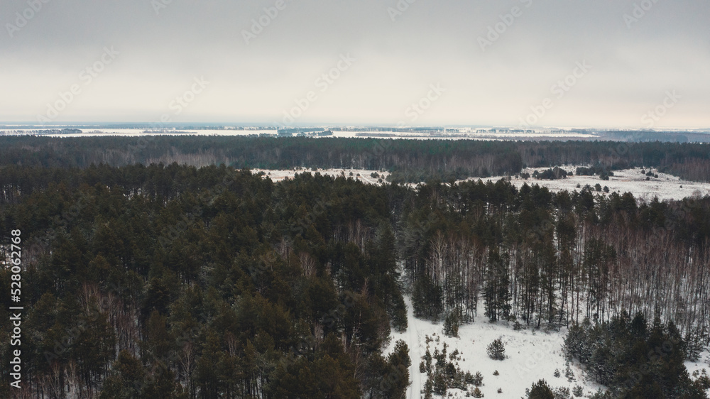 Beautiful forest in the winter.   Aerial view of the pine forest in the winter. Top view to the forest. Dramatic look of a winter forest. Winter season.