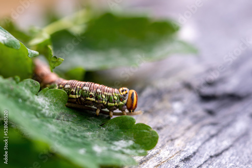 a interesting colorful butterfly caterpillar,a sphinx pinastri, with a black horn on the back, in the garden at a summer day © Chamois huntress
