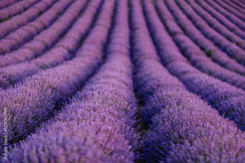 Lavender flower blooming scented fields in endless rows.